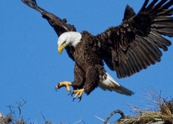 Οι Αετοί αγναντεύουν περήφανα από πολύ ψηλά!
