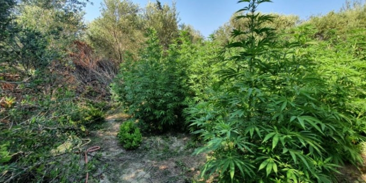 Εντοπίστηκαν φυτείες δενδρυλλίων κάνναβης στο Νότο – Τρεις συλλήψεις