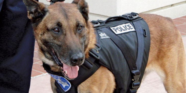 Παρέλαβαν δέμα με χασίς από λεωφορείο στην Κέρκυρα